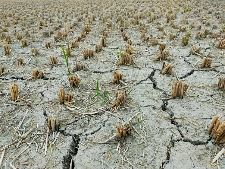 sécheresse sol sec culture asséchée catastrophe naturelle