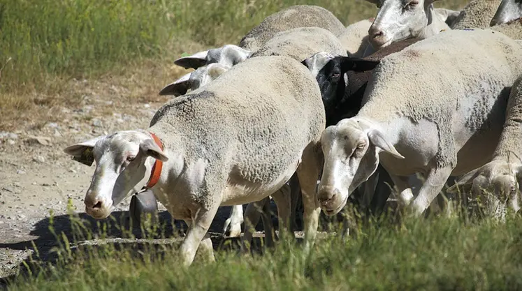 Des brebis en été