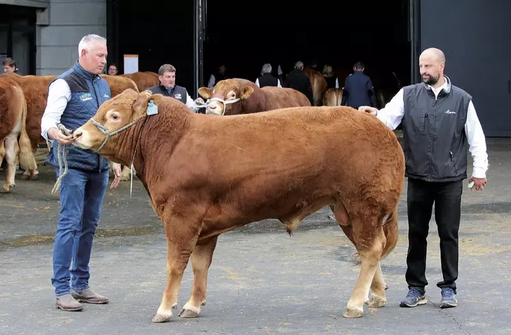 Unisson, un veau limousin prometteur.
