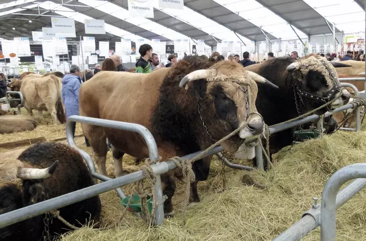 Les animaux dans les halls du Sommet de l'élevage
