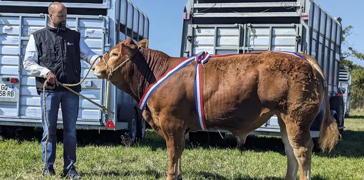Ugo P, jeune mâle hétérozygote Polled, appartenant au Gaec Verlaguet