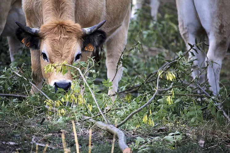 Une vache Aubrac mange du frêne