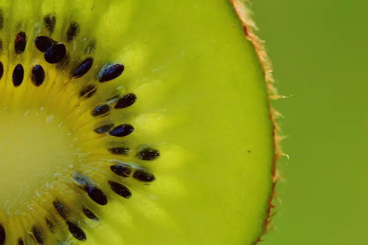 tranche de kiwi