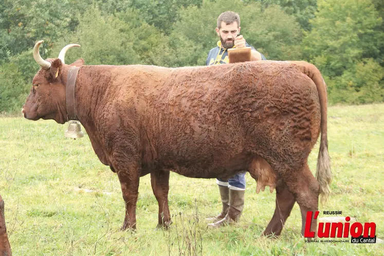 jeune éleveur brossant une vache salers dans un pré