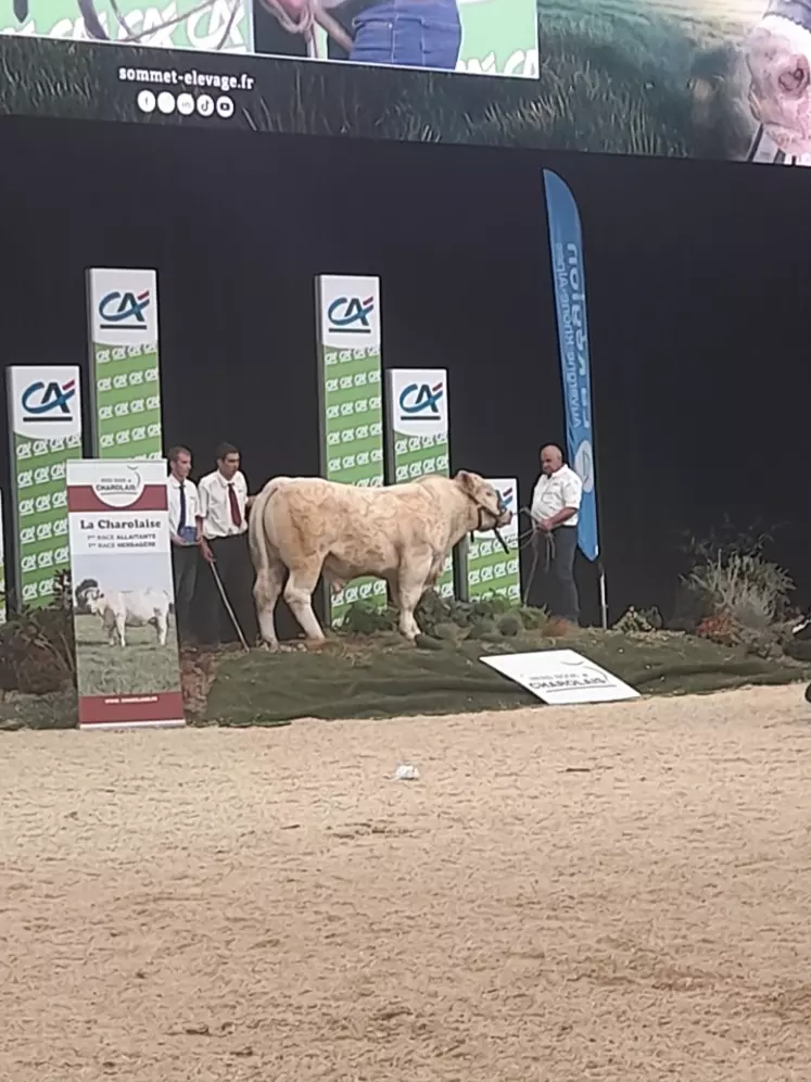 Tropic P du Gaec Chambon-Paulet a remporté un premier prix de la section Taureau Charolais à forte aptitude bouchère nés du 1er août 2022 au 31 juillet 2023.