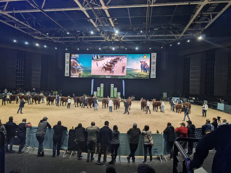 vente aux enchères de vaches de la race salers lors du sommet de l'élevage 2024 en Auvergne