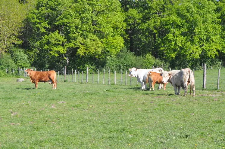 Vaches limousines et charolaises dans un pré