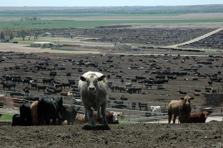 élevage bovin d'amérique du sud (des centaines de vaches)