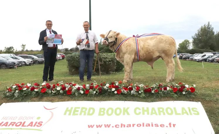 2 hommes et un bœuf charolais primé posent pour la photo