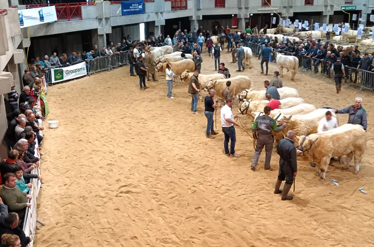 Des boeufs charolais se tiennent dans un ring avec leurs éleveurs et le jury, le public est réparti autour de l'espace.