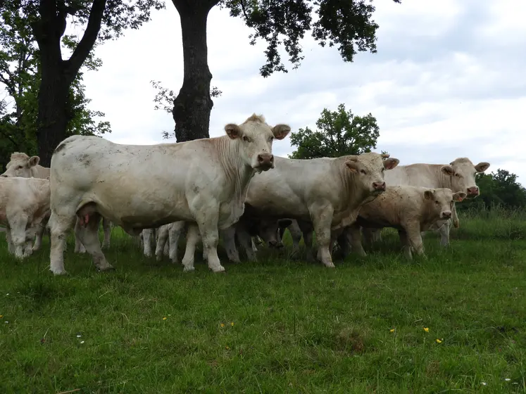 vaches charolaises dans un près