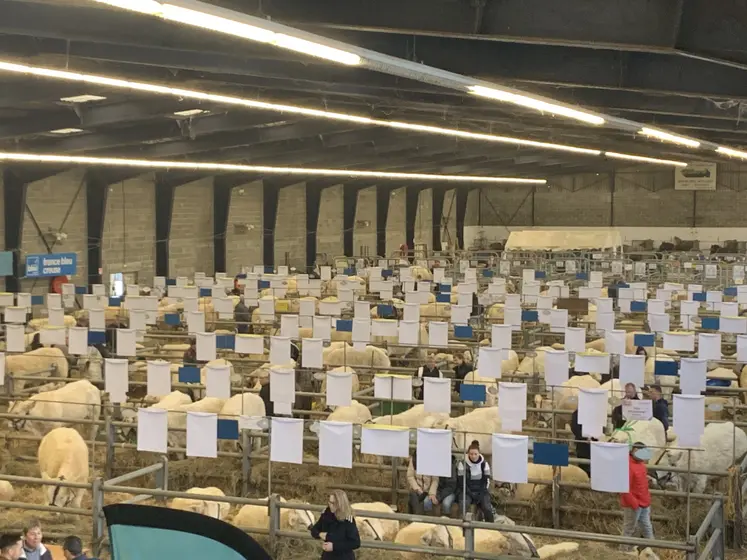 vue générale sur les animaux du concours