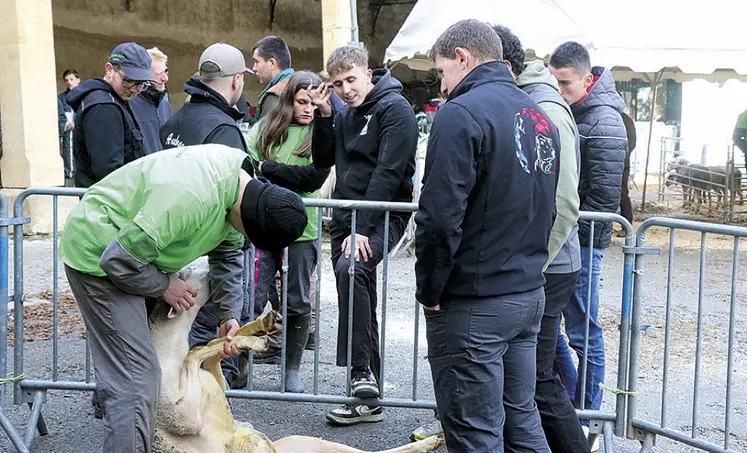 La 20e édition des ovinpiades