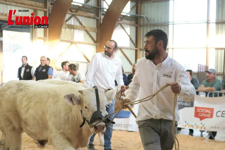 Un éleveur et une vache charolaise