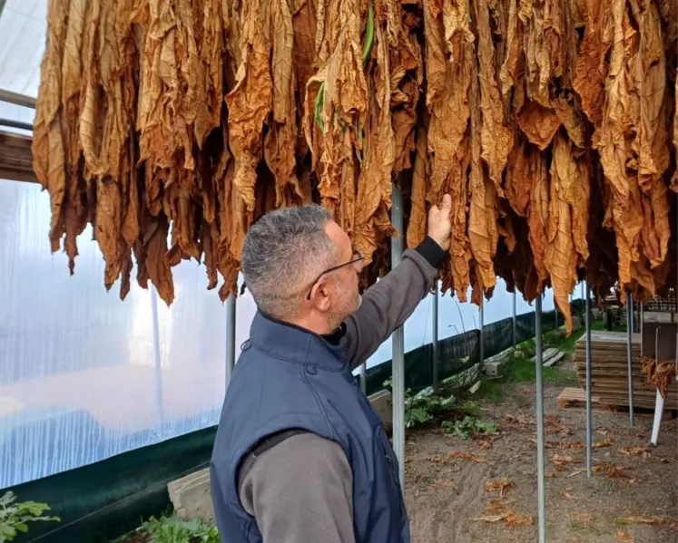 agriculteur tabac culture filière tabac