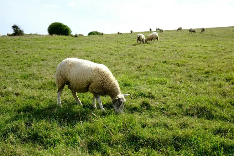 mouton FCO équarissage situation sanitaire