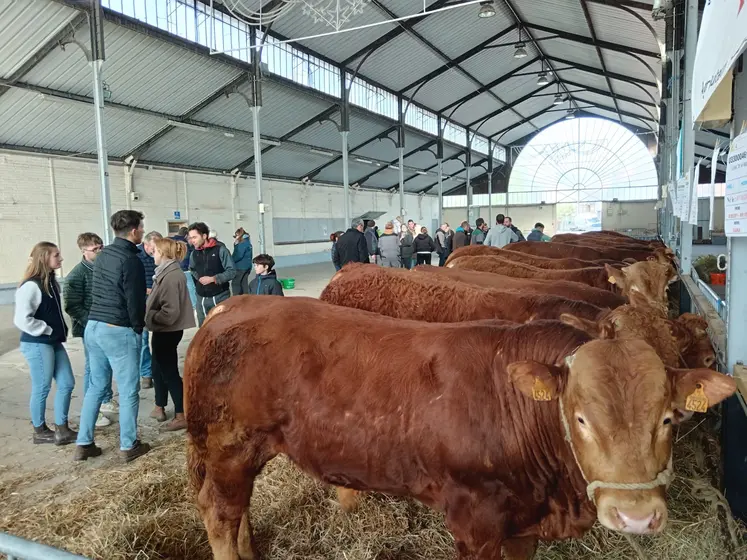 Dans un hangar des reproducteurs limousins sont alignés le long d'un mur, des personnes discutent dans l'allée 