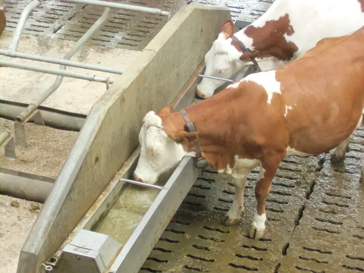 deux vaches qui boivent dans un abreuvoir