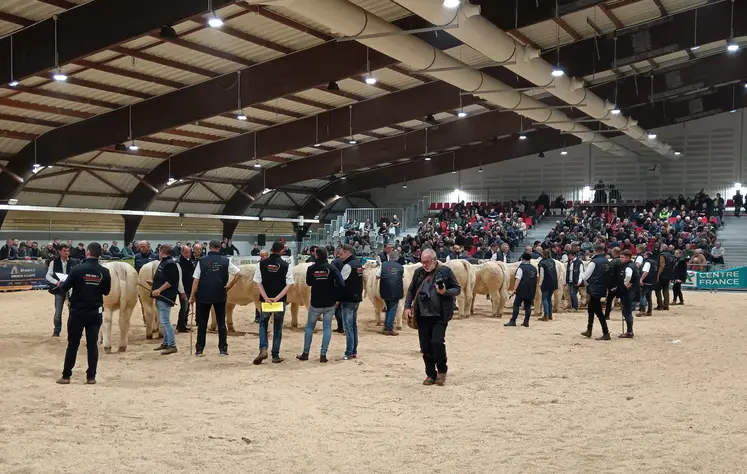 Des bovins charolais se trouvent sur une aire sablée dans un hangar observés par le jury.