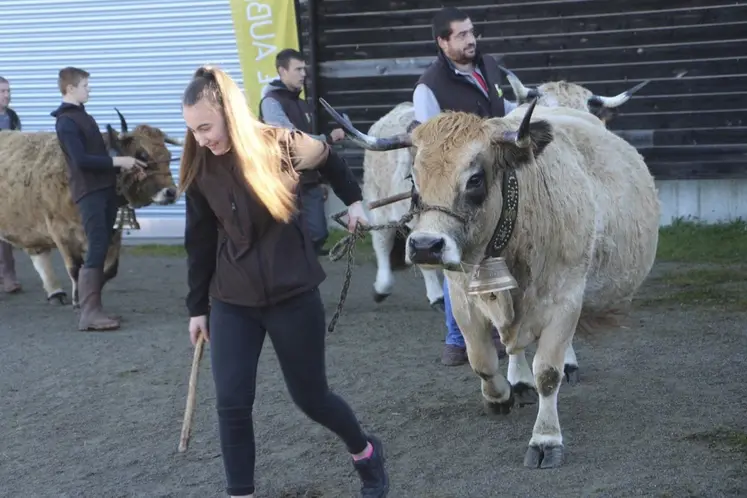 La sélection Aubrac à la grande halle d'Aumont-Aubrac