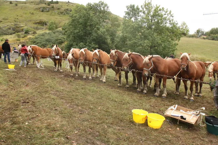 Mi janvier, les éleveurs de chevaux pourront déposer un dossier au titre de l'action 2.1 du plan de filière équine, relative à l'aide aux investissements pour le respect du bien-être animal et pour l’adaptation aux changements climatiques.