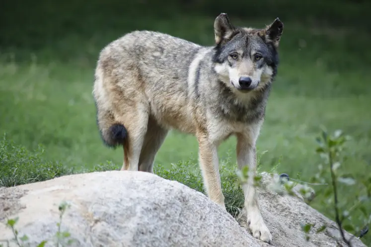 loup sur une pierre dans la campagne