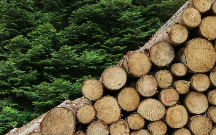 forêt arbres coupés