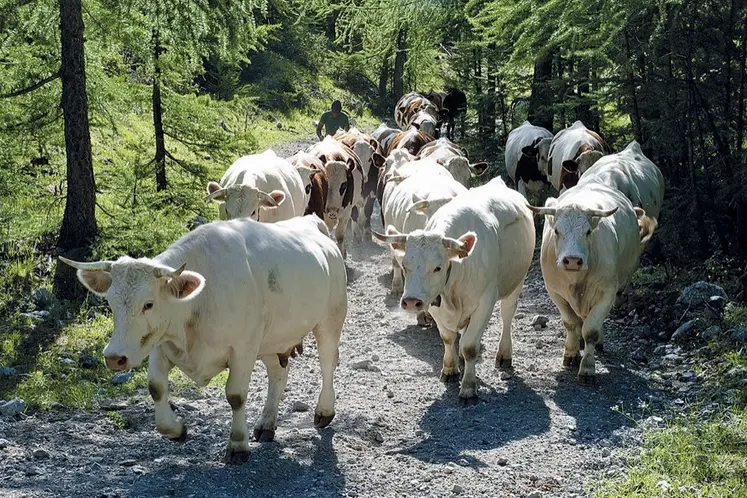 Un troupeau bovin en forêt