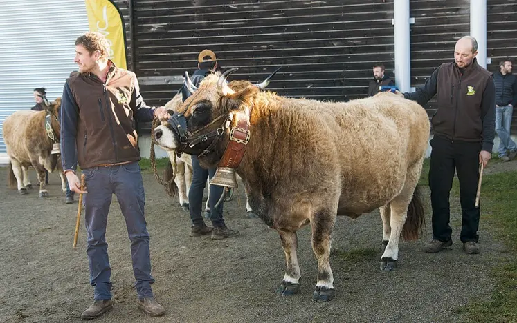 La sélection Aubrac à la grande halle d'Aumont-Aubrac