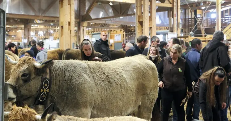 La sélection Aubrac à la grande halle d'Aumont-Aubrac