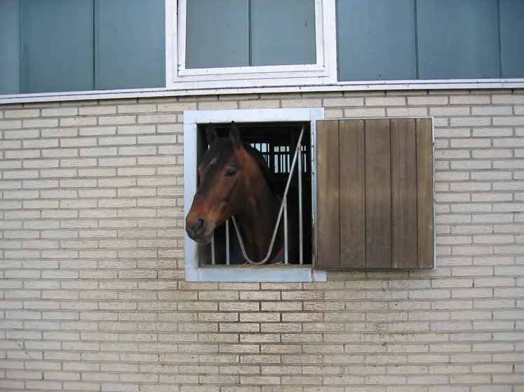 étalon au box