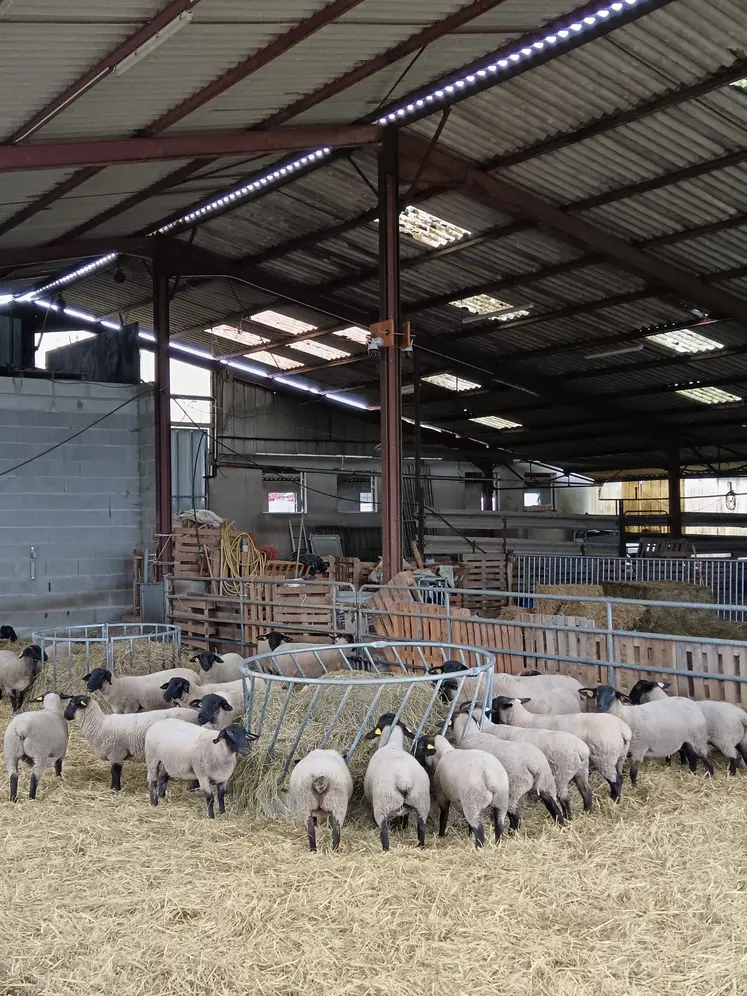 des moutons sont rassemblés autour d'une mangeoire dans un hangar agricole