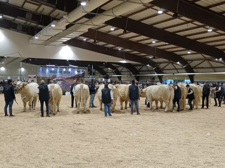 Des bovins charolais se trouvent sur une aire sablée dans un hangar observés par le jury.