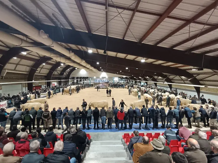 Vue d'ensemble d'un hanger avec des spectateurs vus de dos et des vaches charolaises sur le ring.