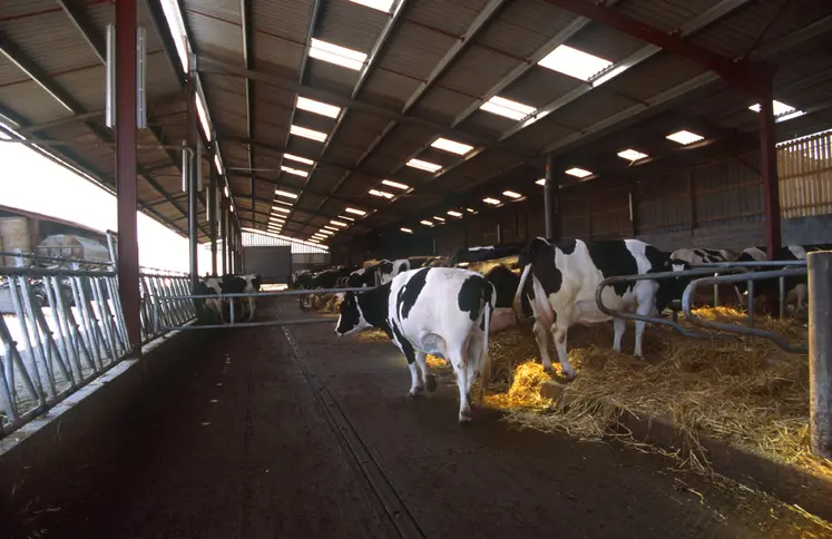 vaches prim holstein dans un bâtiment