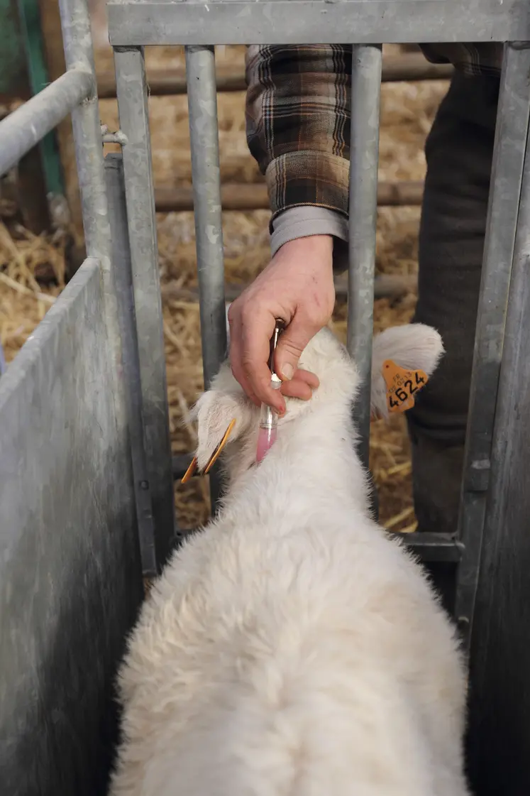 vaccination d'un jeune bovin