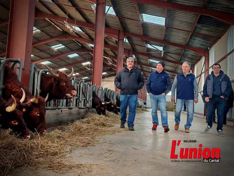 Des représentants de trois coops marchent aux côté d'un éleveur dans une stabulation où sont abritées des vaches salers