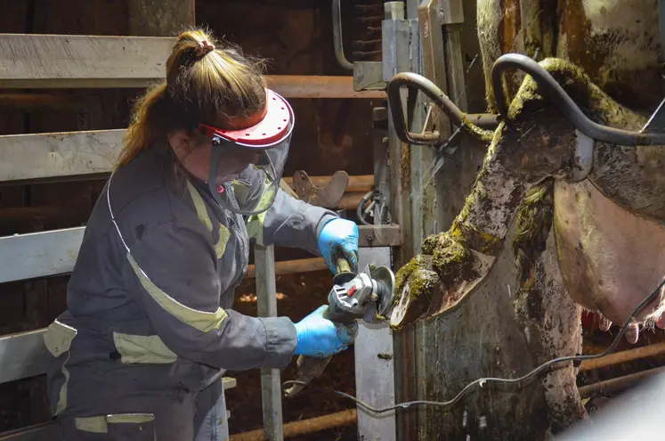 femme pareuse qui s'occupe des pieds d'une vache