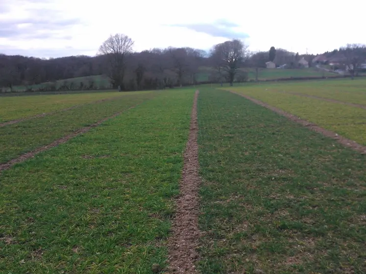 Effet du manque d’azote sur différentes variétés d’orge en sortie d’hiver.