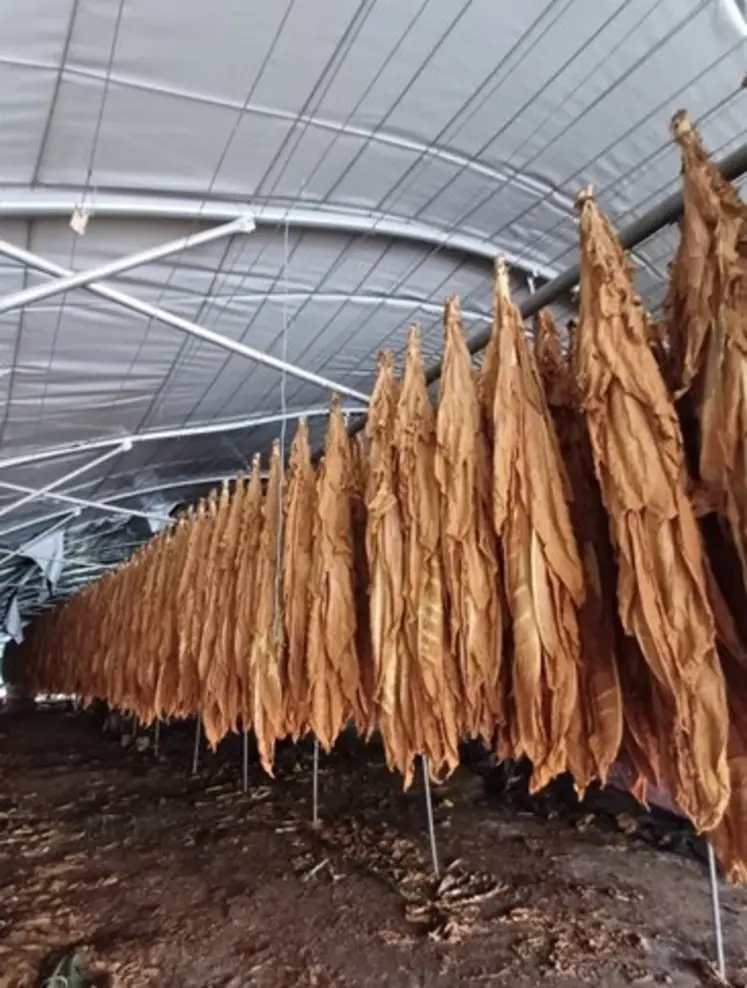 Des feuilles de tabac sont suspendues dans un tunnel de séchage