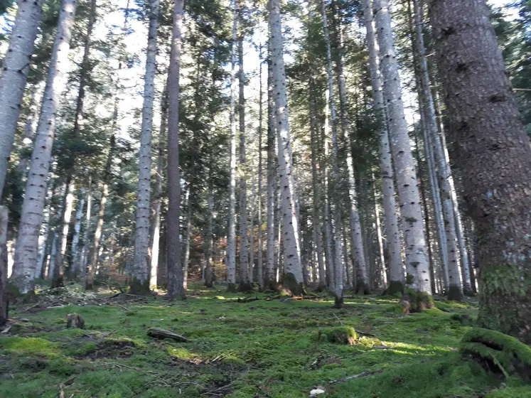 le changement climatique va 10 fois plus vite que la migration naturelle des arbres