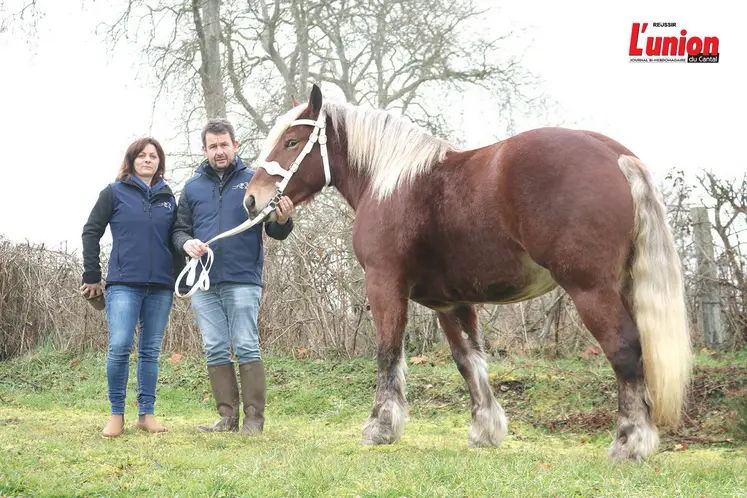 Un cheval comtois et ses deux propriétaires