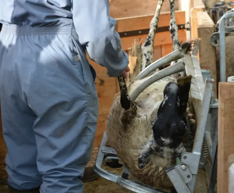 matériel de contention mouton prévention du risque animal aides MHE et FCO
