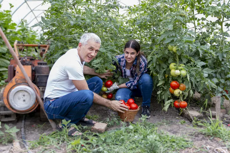 Deux personnes de générations différentes sans des plants de tomates