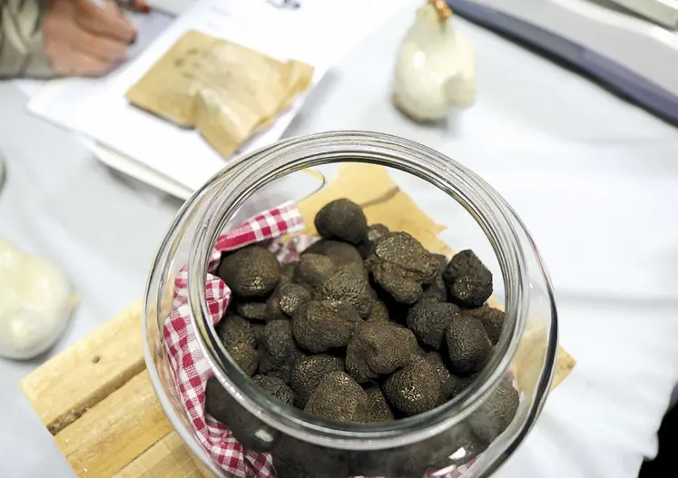 Les truffes mises en vente lors de la Fête de la truffe