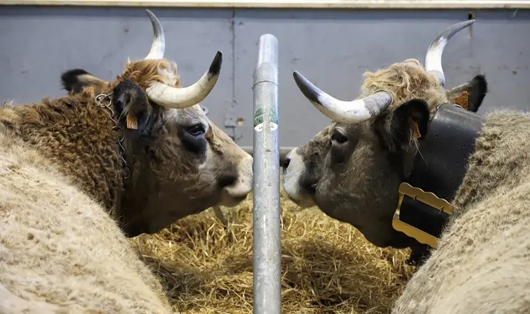 Deux vaches Aubrac se regardent lors du SIA