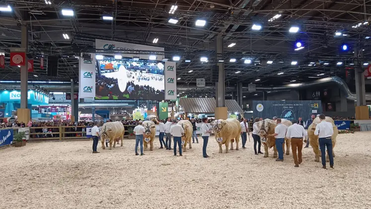Le concours charolais au SIA 2025.