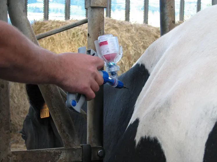 vaccination des bovins fco