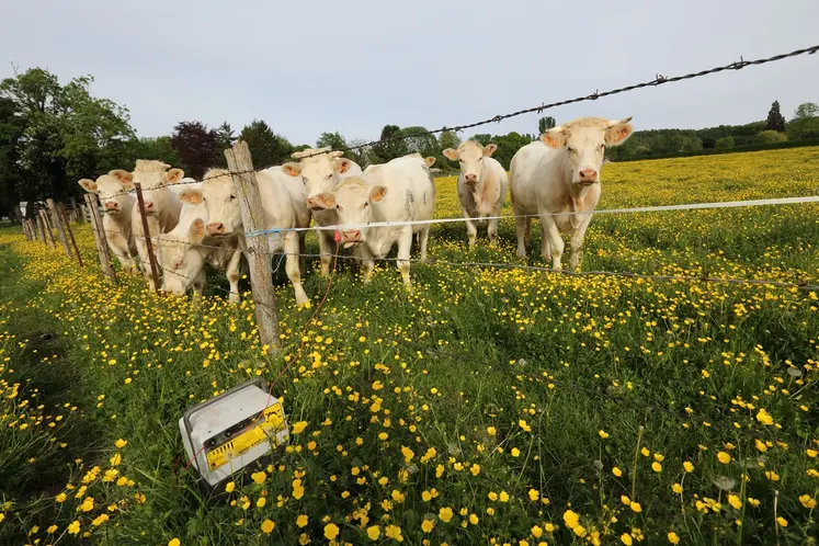 vaches charolaises derrière une clôture électrique