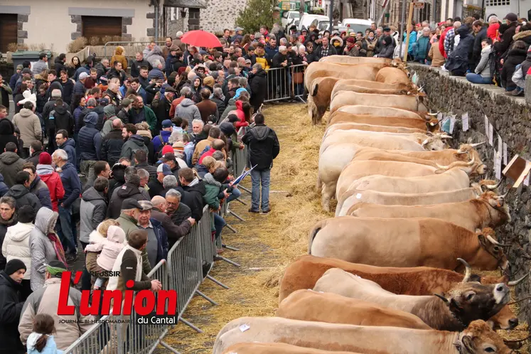 les gens à gauche regardent des vaches